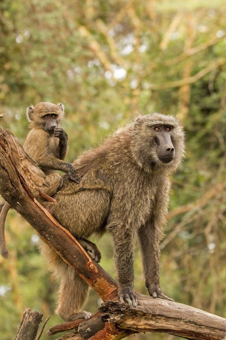 Lake Manyara National Park - Photo 4