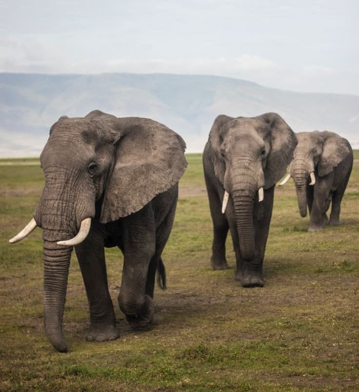 Ngorongoro Crater - Photo 6