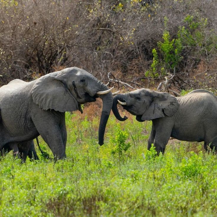 Nyerere National Park - Photo 6