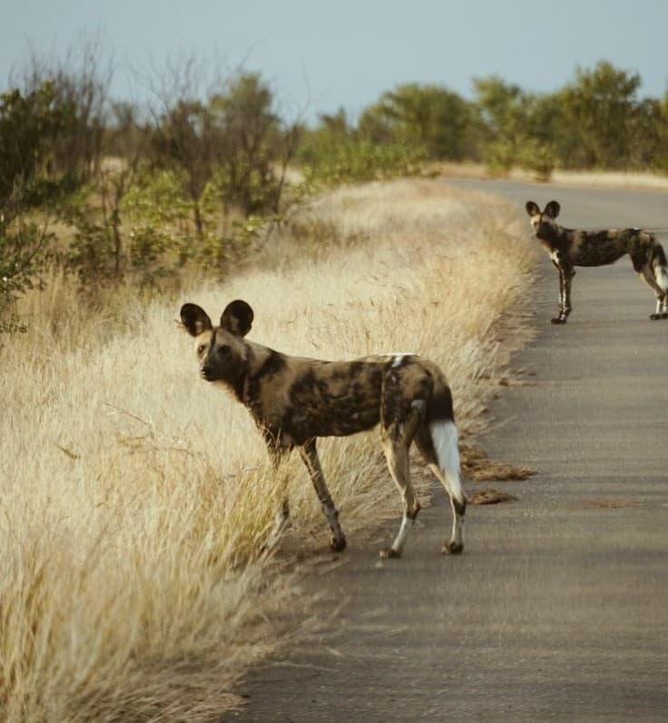 Nyerere National Park - Photo 4