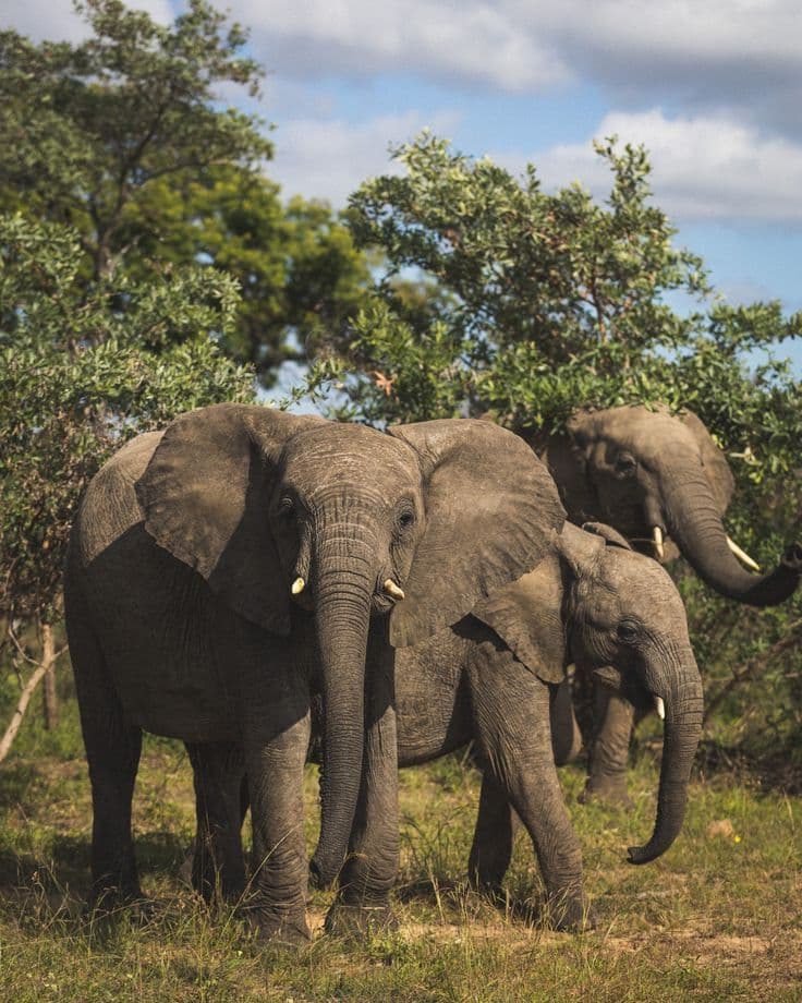 Ruaha National Park - Photo 2