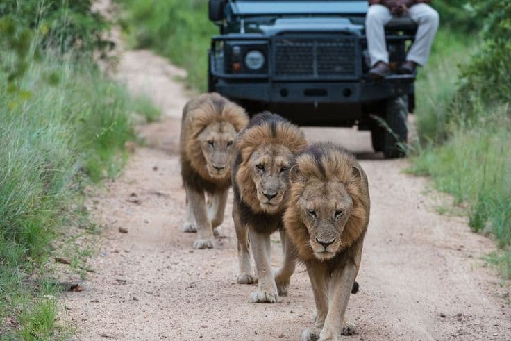 Ruaha National Park - Photo 3