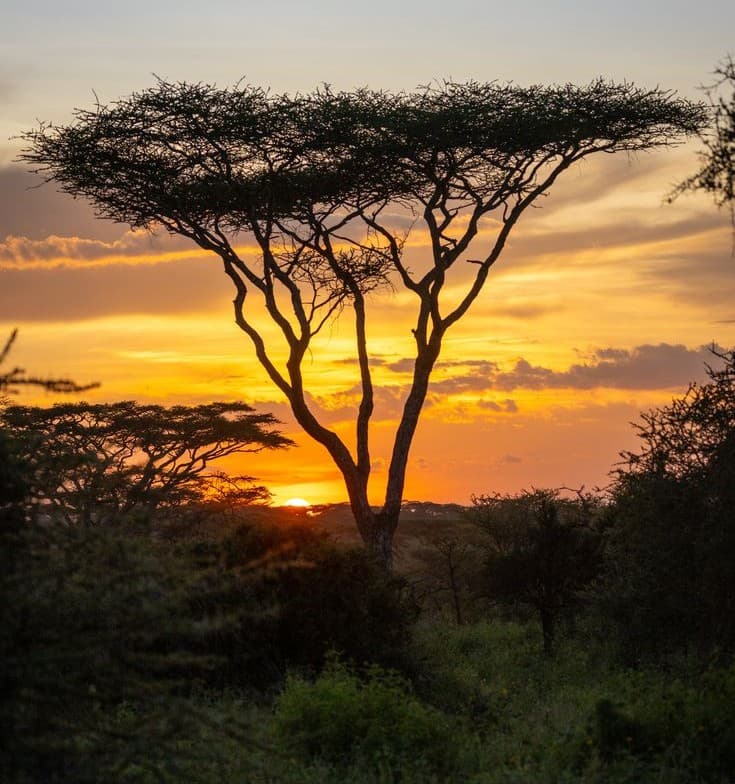 Ruaha National Park - Photo 6