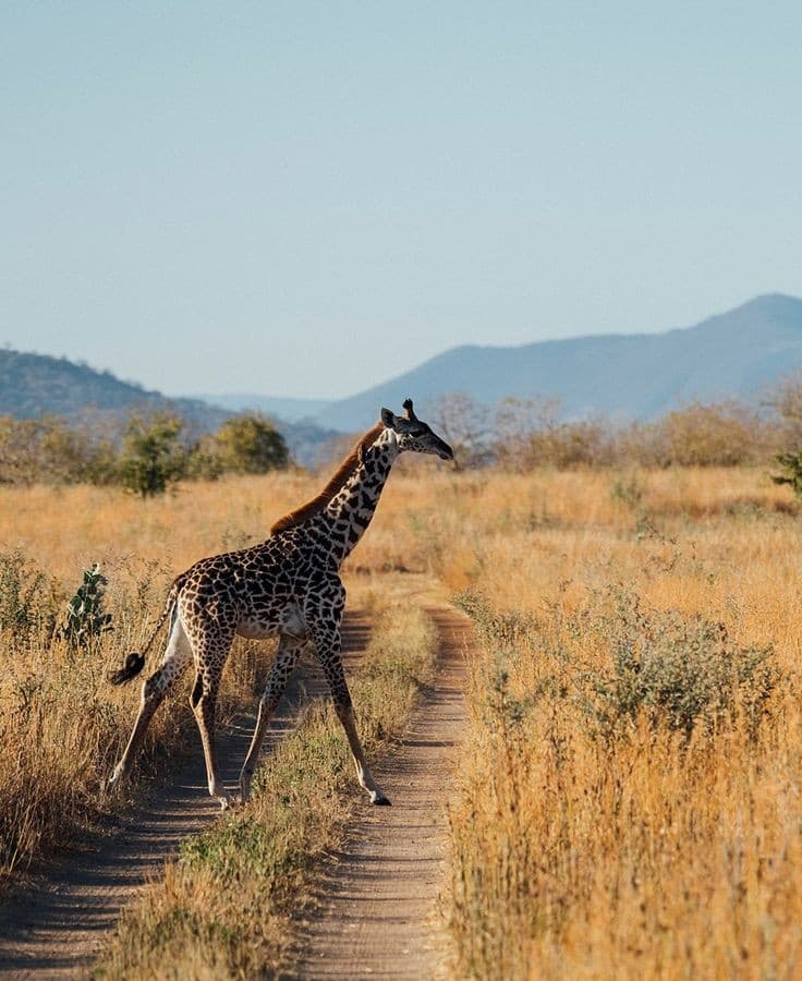 Ruaha National Park