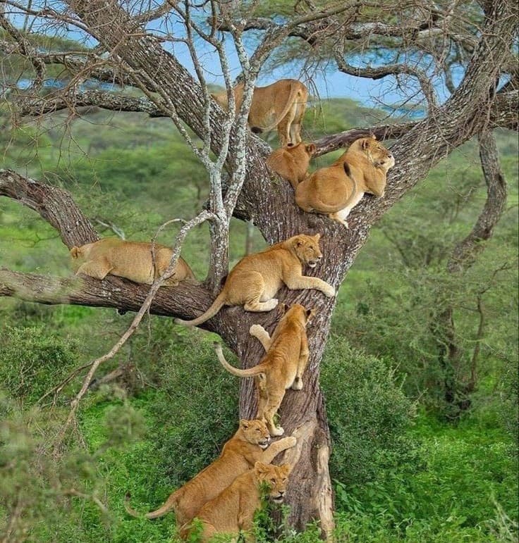 Serengeti National Park - Photo 2