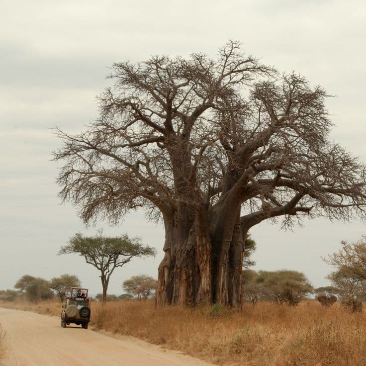Tarangire National Park - Photo 3