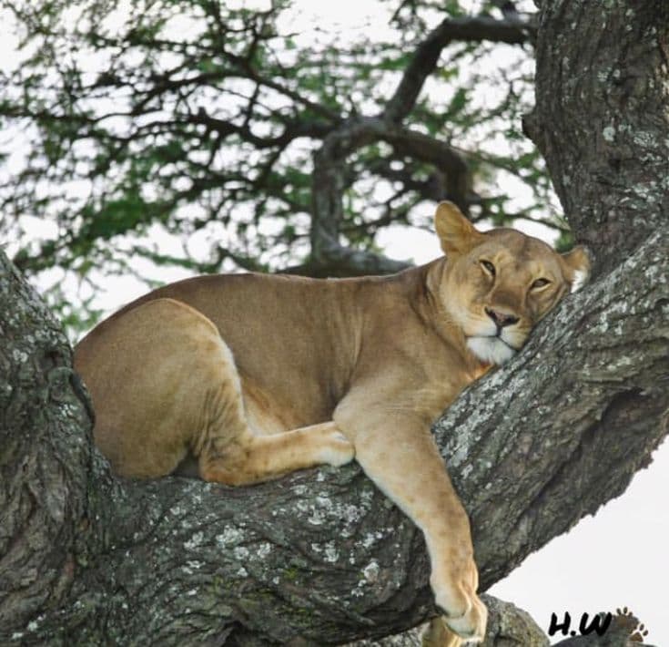 Tarangire National Park - Photo 4