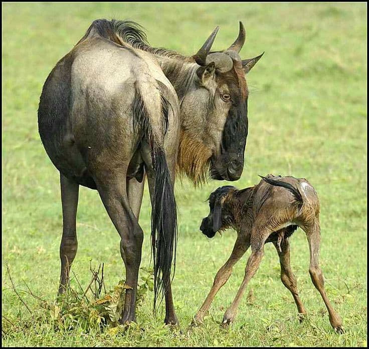3 Days Calving Season Safari - Ndutu Great Migration