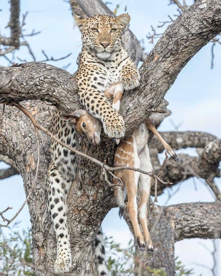 4 Days Discover Tarangire, Serengeti & Ngorongoro Crater